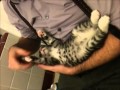 Cute animal video of the day: posable kitten