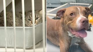 Las Vegas May Ban Dog, Cat Sales in Pet Stores — in 3 Years