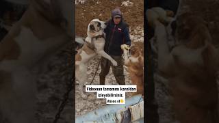 Tehlikeli Köpekler Sadece Samet Aktaş Kanalında Şfet 