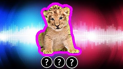 🎧💥🦁15 "Lion Roaring" Sound Variations in 60 Seconds