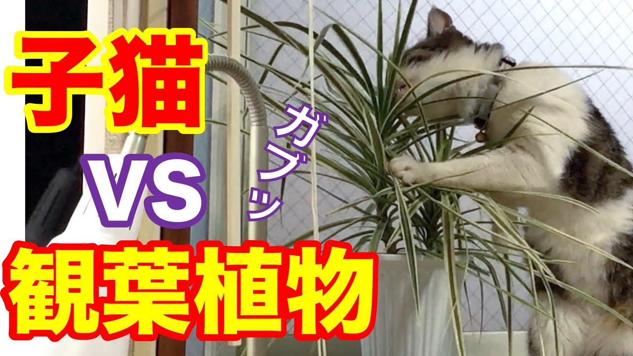 猫動画 子猫vs草 遊ぶ 噛む 倒す 猫パンチ 家猫 生活日目 野良猫が幸せになるまでの動画 68 Funny Cats Kitten Playing In The Grass Chewing Youtube