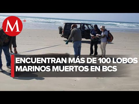 Profepa indaga muerte de 137 lobos marinos en BCS