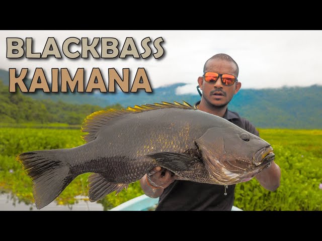 Blackbass Kaimana class=