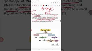 RNA and it's types and function #rna #rnatypes #science #lifescience #ternding #shorts #education 
