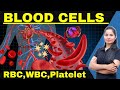 Blood cells in hindi  rbc  wbc  platelet  blood  hematology lecture by manisha maam