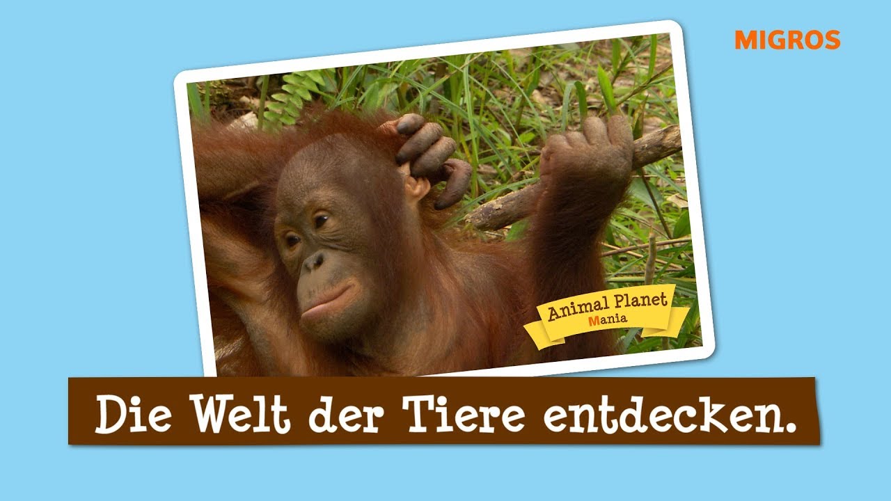 MIGROS: Die Animal Planet Mania – Jetzt Sticker sammeln