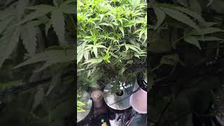 TERPY TIME TASTE BUDS - GROW UPDATE !!!! LEMON TREE & FRUITY PEBBLES - LEMON TREE KILLIN IT !!!! DWC
