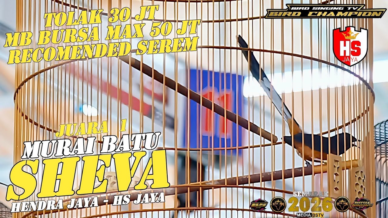 30 JT DITOLAK MB BURSA TKT 550K MAX 50 JT ‼️ MB SHEVA JADI REBUTAN EVENT ROYAL KING ARENA - HS JAYA