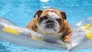 Наши любимые домашние животные Наши любимые домашние животные