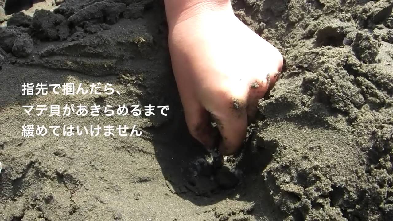 千葉県の潮干狩り場でマテ貝が採れる場所 採り方や調理方法