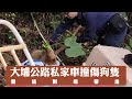 【on.cc東網】大埔公路私家車撞傷狗隻　愛協到場帶走| 東呼即應：馬路中心踩滑板　年輕人險象環生