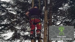 Tree Surgeon Pudsey Leeds - Sapling To Sycamore Tree Services Tree Felling Root And Stump Removal