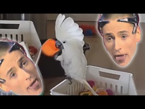 Vitas my funny cockatoo