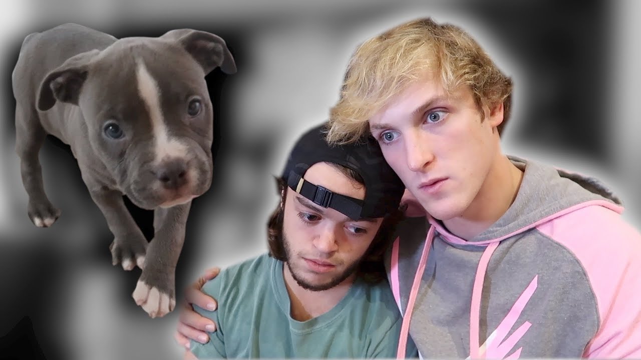 jake paul dog died