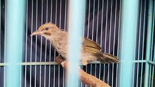 Review Anakan Cucak Rowo Sehat Terawat Full Masteran 