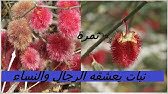 فوائد الخرشوف يوتيوب