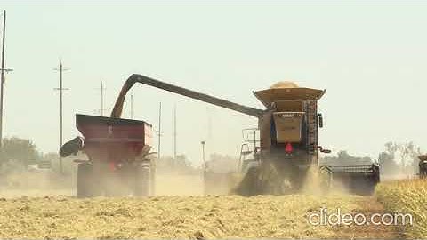 Claas CAT Lexion 485 + Lexion 760 and Sweco self propelled grain cart harvesting rice in California