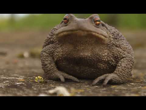 კავკასიური გომბეშო - Bufo verrucosissimus