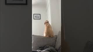 Excited Dog’s Sofa Tumble While Welcoming Her Owner