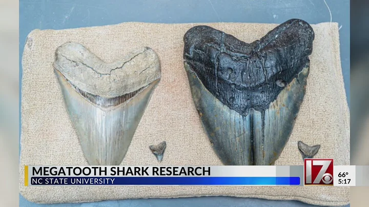 NC State researchers explore why this megalodon's tooth was 'split'