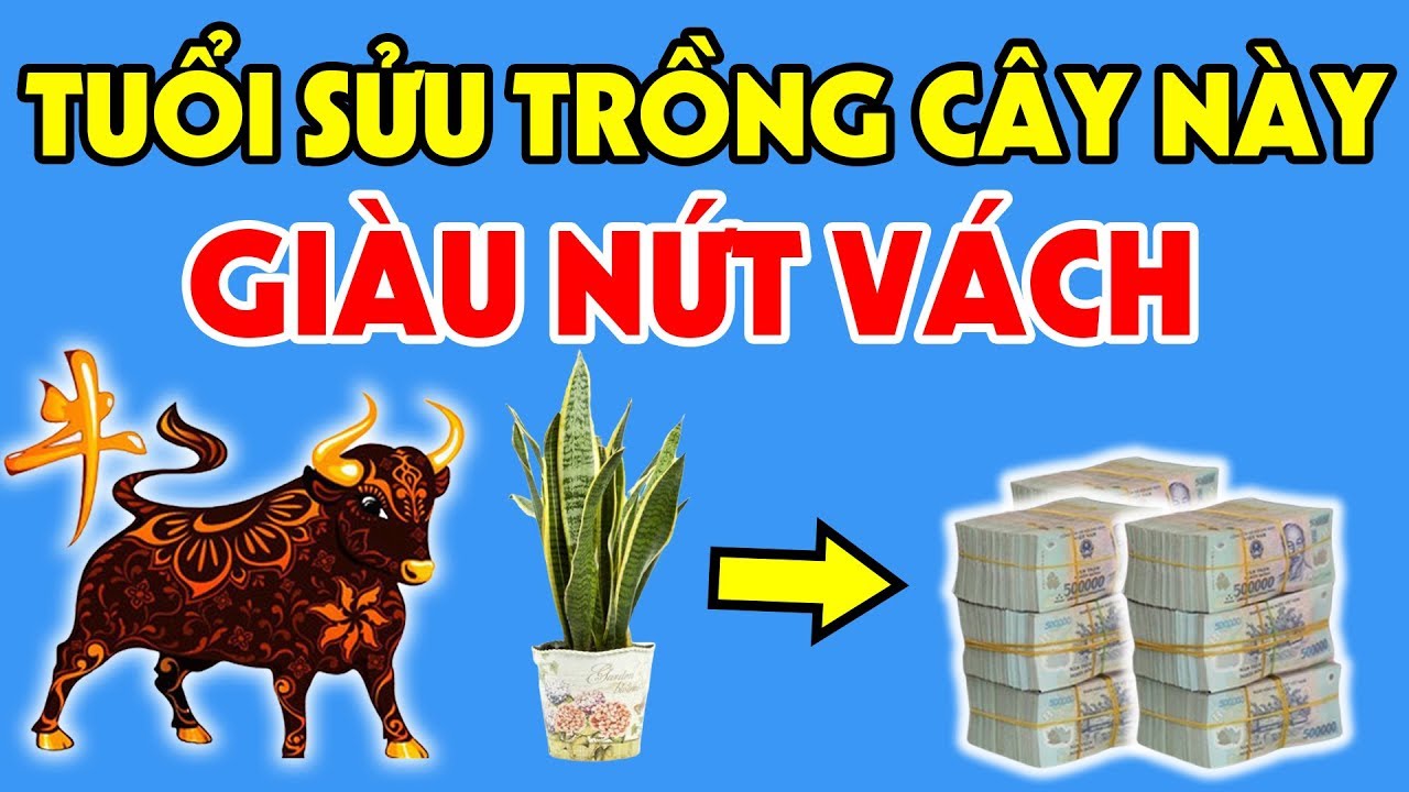 Người Tuổi Sửu Nên Trồng Cây Phong Thủy Nào Trong Nhà Để Quý Nhân Phù Trợ, Tiền Bạc Ùn Ùn Kéo Về