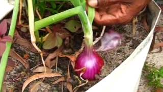 alappuzha attractive savala (onion) krishi