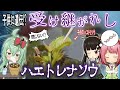 種から育ったハエトリソウ　親から遺伝してハエトレナソウに..【食虫植物TV】