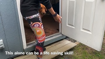 Prong collar tips and foundation training with pulling jumping Golden Retriever -BalancedDogTraining