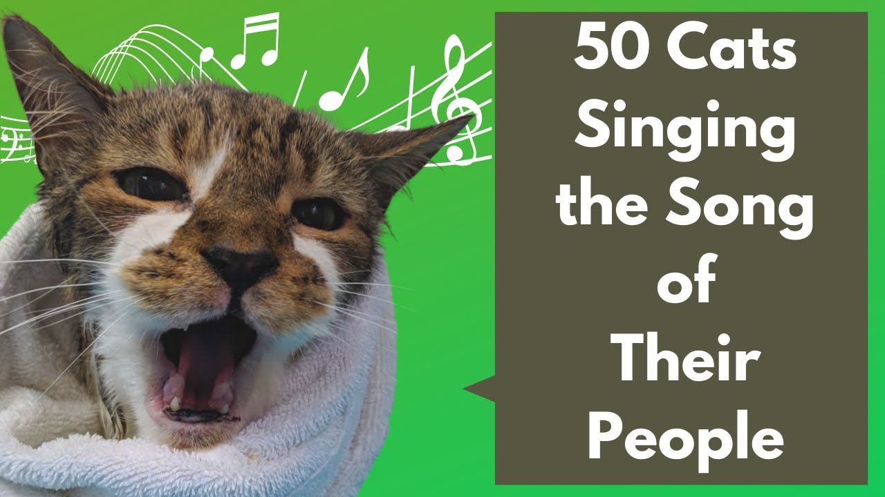 Cats can sing