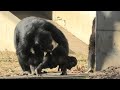 Uncle Gin is funky! by Dill ジンおじちゃんは陽気だよ！ディル　Chimpanzee  Tama Zoological Park