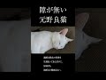 これが元野良の警戒心。