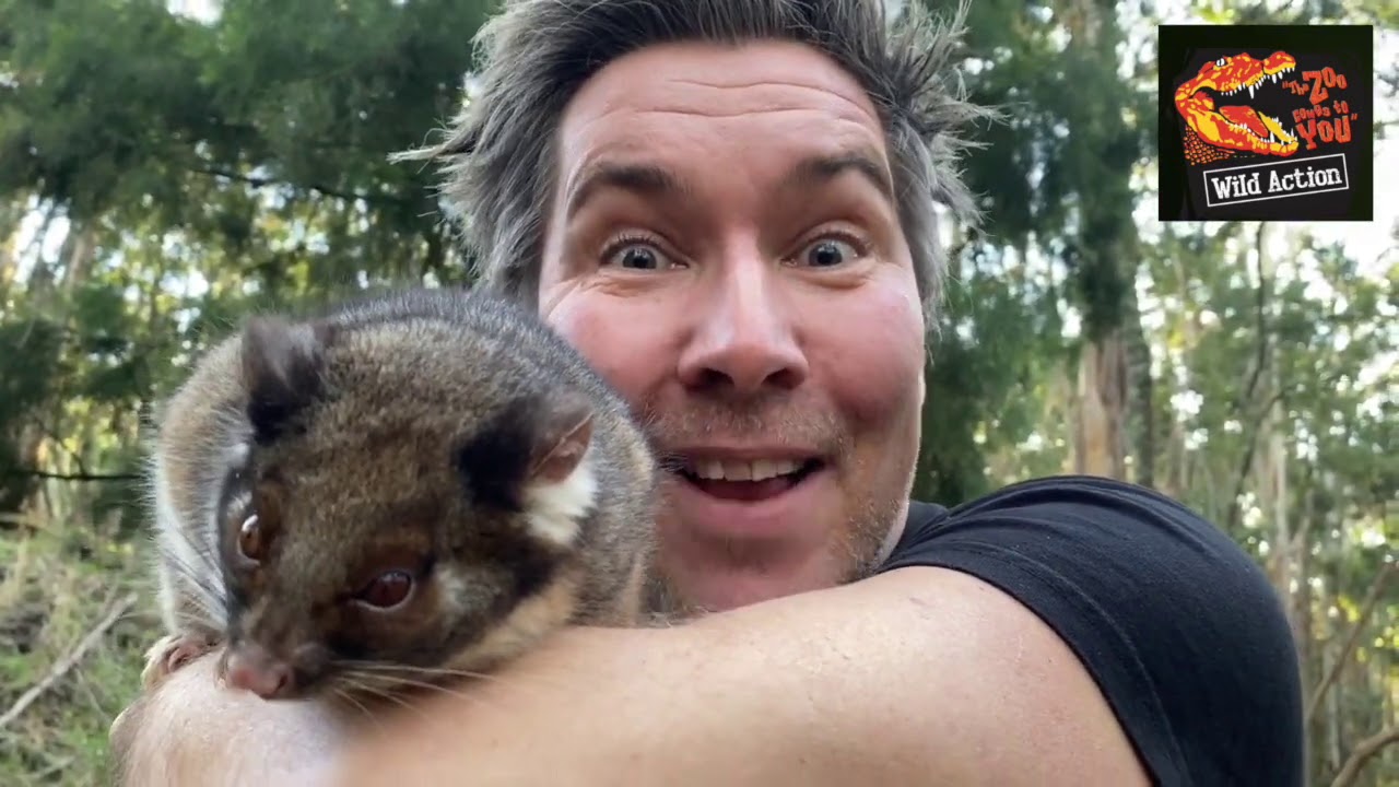 Wild Action - Ringtail possum