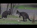 Swamp Wallabies.