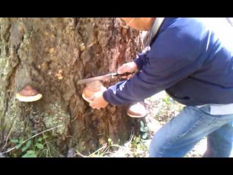 Video: Phellinus Linteus Polisaharīdu Ekstraktu Aizsargājošā Iedarbība Pret Tioacetamīdu Izraisītu Aknu Fibrozi žurkām: Proteomikas Analīze