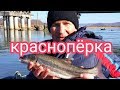 Рыбалка Приморский край. Майхе. Краснопёрка. Full HD