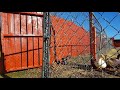 Just another day at weaver family farms  building  painting fence ducks and goats