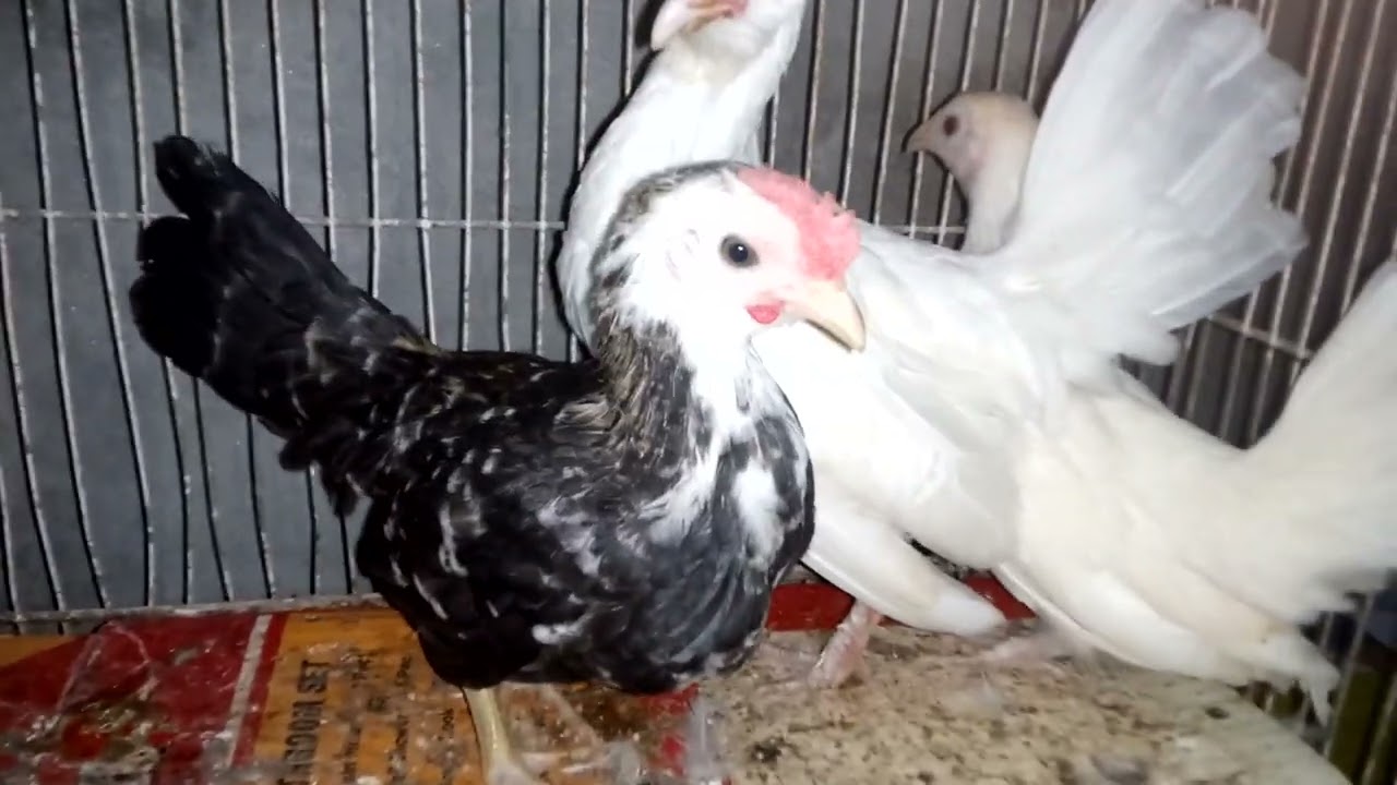 Blackmail white 2 female ready to breed Japanese English game for sale please subscribe follow