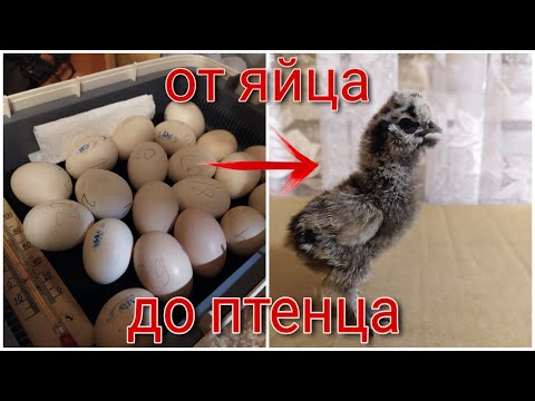 РОЖДЕНИЕ КИТАЙСКИХ ШЁЛКОВЫХ ЦЫПЛЯТ! от яйца до птенца!