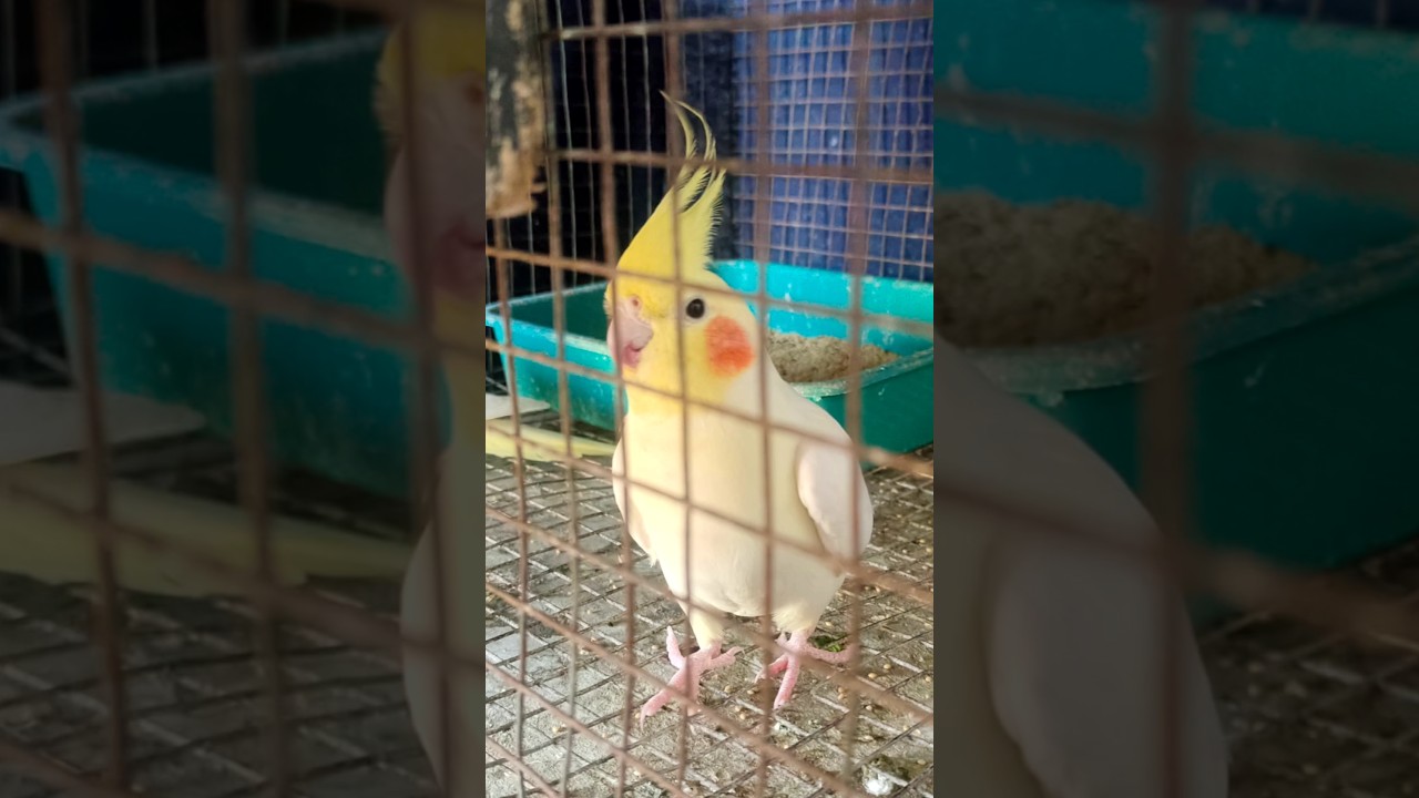 Birds farm | Cockatiel | Love birds | budgies #sreechannel #birds #pets