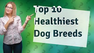 What Are the Top 10 Healthiest Dog Breeds with Long Lifespans?