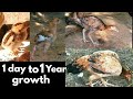 Aseel hen growth day to daylakhe aseel murgi