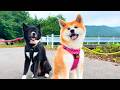 Staying with Two Fluffy Akita Dogs in Japan! Walks, Playtime &amp; Cuddles | Tosho Komorebi