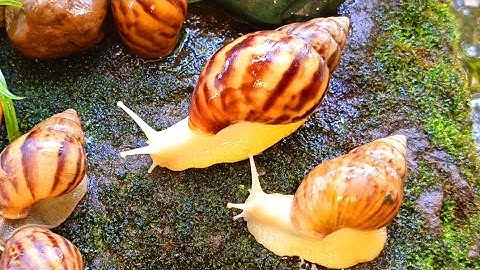 The Unique incredible Locomotion of the snails colonies​ #Snails #SnailColony #AnimalLocomotion