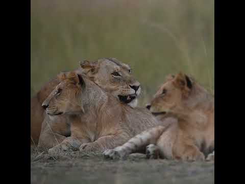 Ilora Retreats short film — Wildlife, Masai Mara