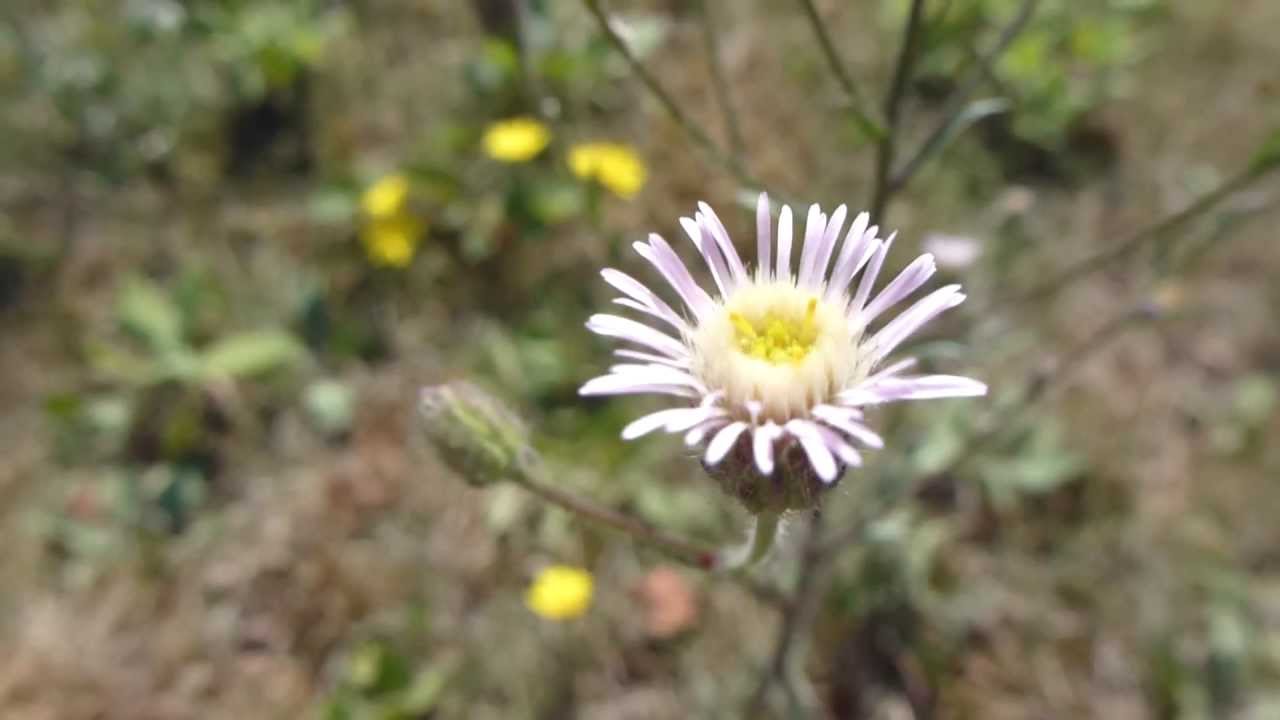 Erigeron - Jakobsfífill - Garðakobbi í blóma  - Villiplanta -  Sumarblóm - Garðplöntur