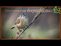 Голоса птиц Как поет Цистикола веерохвостая (Cisticola juncidis)