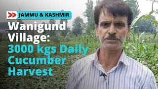 Wanigund, A Kashmiri Village Produces 3000 Kgs Daily Cucumber Yield