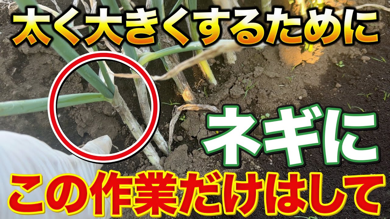 【農家はコレやる】太いネギを育てる人だけがやっている〇〇作業