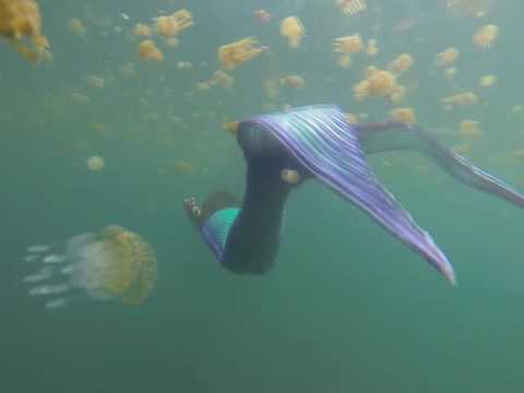 鹿児島のタコクラゲと人魚 Youtube