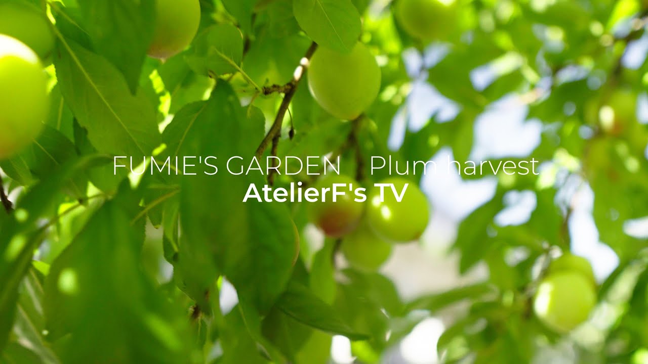 小さな庭で実ったプラムの収穫 Youtube